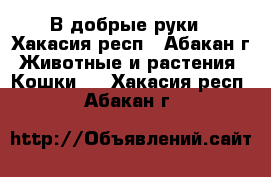 В добрые руки - Хакасия респ., Абакан г. Животные и растения » Кошки   . Хакасия респ.,Абакан г.